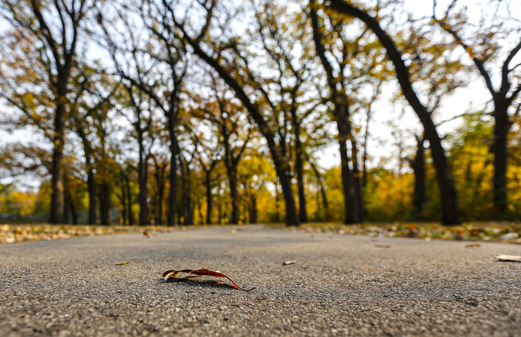 Fall